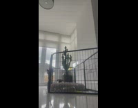 Pug dog jumps over play pen 