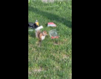 Squirrel on grass eat fruit park