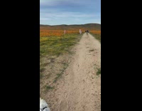 Woman dance sword flower field