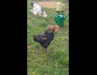 Rooster with failed crow sound at backyard