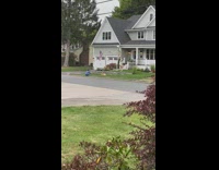 Man pet dog pictorial front yard skeleton