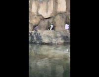 Penguin walk then stare at camera zoo