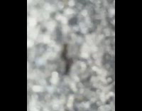 guy records two beetles humping