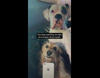 Two dogs lift phone staring watching 