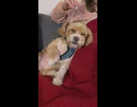 Dog gets head massage with head scratcher