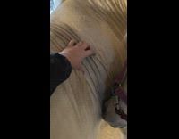 Lady Gives Horse Belly Rubs on Stretch Mark
