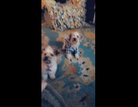 Collab Pets For All - Brown dog blue shirt hits red ball 