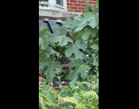 Rat climb on tree to eat fig