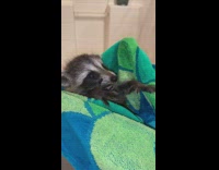 Guy trying raccoon after giving it bath 