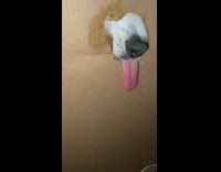 Dog rips cardboard for steak meat girl 