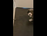 Grey brown white puppy barks door stopper