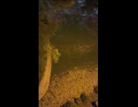 Racoon family crawl on the yard night