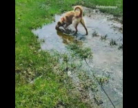 Large brown dog plays in water puddle
