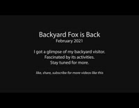 Wild fox sleeps on the backyard of the house with snow around