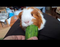 Guinea pig loves to eat cucumbers