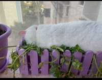 Pet cat lie down on the pot Part 1