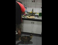 Brown cat standing by guy meows kitchen 