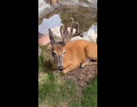 Submitter shows deer with strange antler