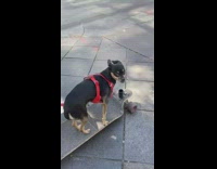 Chihuahua rides on skateboard