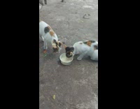 Cat push away sibling from milk bowl