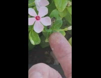 Man feeds bees sugar and honey 