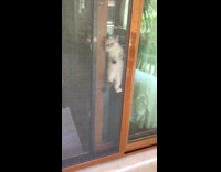 Small kitten cat climbs screen door 