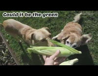 Two dogs jump and catch corn 