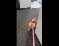 Dog got its hair done with pink ribbons 