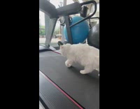 White cat walks on black treadmill 