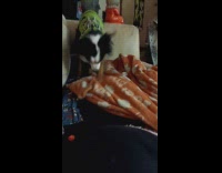 Dog moves orange blanket and lie down