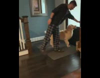 Golden retriever dog brings newspaper paper inside