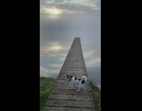 Beautiful dock leads into endless lake 