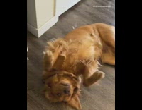 Brown golden retriever dog wears different glasses 