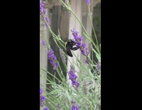 Bee flies on violet flower for pollination slow motion