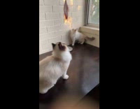 Collab PLC - Ragdoll cat play with feather bait on table