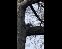 Squirrel eating corn on stick on tree