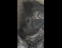 Black cat sleeps paws by face snaggletooth 