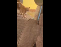 Black cat surprise make orange cat jump