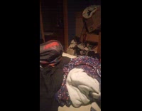 Filmer throw toy then cat fetch it