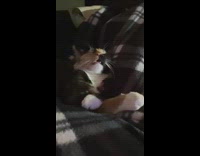 Cat sleep arm crossed in checkered blanket