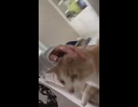 Woman Gets Slapped in Tummy by Cat 