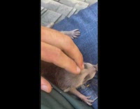 Collab BitchMP - Guy rescues baby squirrel house roof