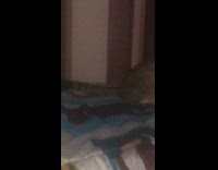 Cat eyes glow reflect camera light bed