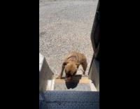 Man tricks dog with treat to get down from truck