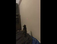 Cats try to catch laser slide down wall
