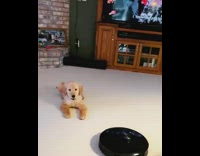 Brown puppy dog barks at roomba vacuum 
