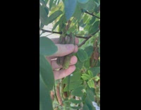 Pea tree found and opened to see pee inside