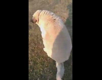 Guy films fat obese brown dog outside 