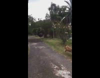 Collab VIBES - Brown dog chases large ostrich away