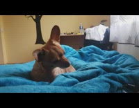 Pet dog tilts its head with squeaky toy